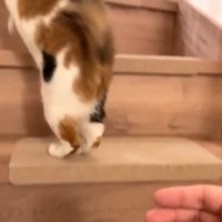 階段を登るベル