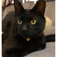 室内にいる猫