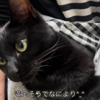 抱っこ紐に入った猫
