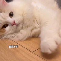 床で転がる猫4（最高ですと書かれている）