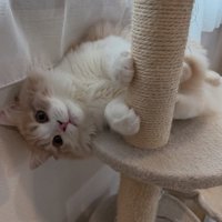 タワーで寝そべる猫