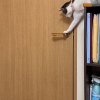 本棚から前足をかける猫