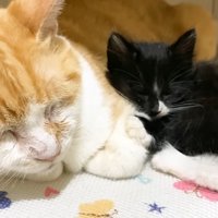 寄り添って眠る成猫と子猫