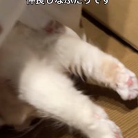 全身を伸ばす猫