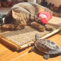 顔の目の前で見つめる亀