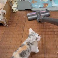 掃除機を見ている子猫