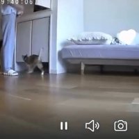 歩く猫
