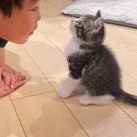 話を聞く子猫