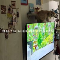 テレビの上に乗る猫