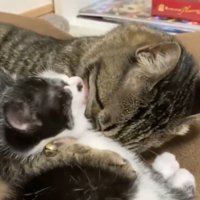猫を毛づくろいする子猫