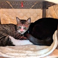 こたつの中で丸くなる2匹の猫