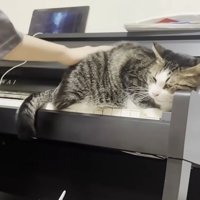 撫でてもらう猫