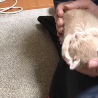 手のひらの上の子猫