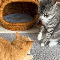 右前足を上げるサバ白猫