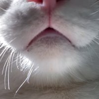 静かに飼い主に寄り添う猫