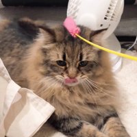 猫じゃらしで遊ぶ猫