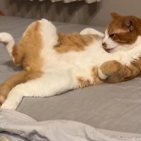横になって毛繕いをする猫