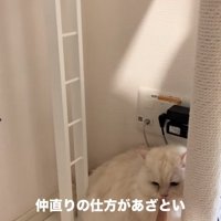 差し出された人差し指の匂いを嗅ぐ猫