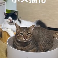 こちらを見つめる猫