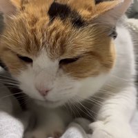 お礼にふみふみするミケちゃん