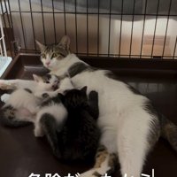 子猫に母乳を与える母猫
