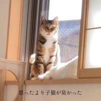 こっちを見る猫