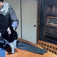 服の毛を取る飼い主と猫