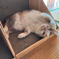 爪とぎの上に寝転がる猫