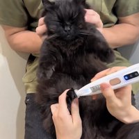飼い主さんに足毛カットと顔のマッサージをしてもらうミックス猫
