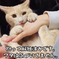 飼い主さんの手に噛み付くクリーム茶トラ猫
