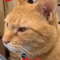 遠くを見つめながら鳴き声をあげる猫