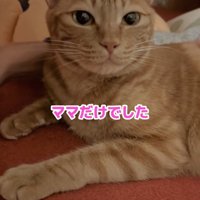やや目を細めているカメラ目線の猫「ママだけでした」