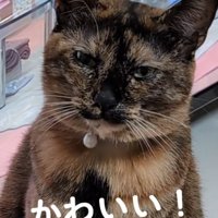 満足げな猫