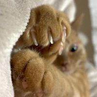 猫の手