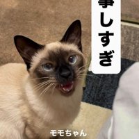 名前を呼ばれて返事をする猫