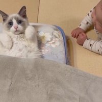 寝そべっている猫と赤ちゃん