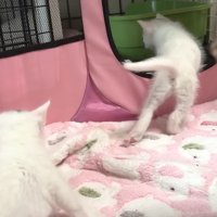 帰宅する子猫たち
