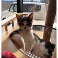 キャットタワーにいる猫