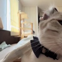 画面右側によっている耳が反りかえっている見切れた猫