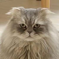 長毛猫のカメラ目線アップ