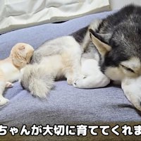 犬にくっついて寝る猫