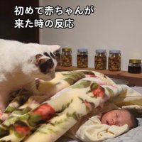 赤ちゃんを覗き込む猫