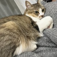 飼い主に抱っこされてくつろぐキジ白の様子