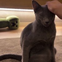 猫の頭を撫でる飼い主