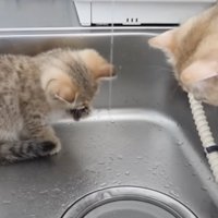 前足を舐める子猫