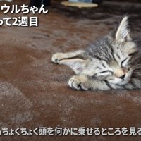 眠る子猫