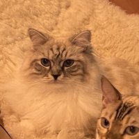 椅子に座って飼い主を見つめるサイベリアン
