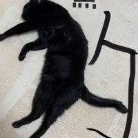 床に寝そべる猫と、写真に書かれた手書き文字