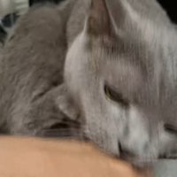 咬みついた姿のアップ