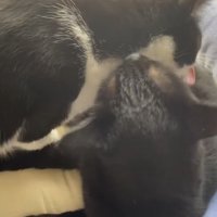 相手の体をグルーミングする2匹の猫